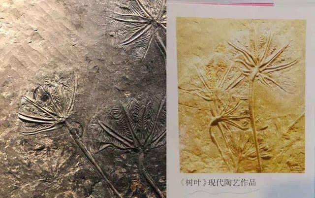 吴叶凡指出课本配图错误 (左:海百合化石,右:教材图片 )