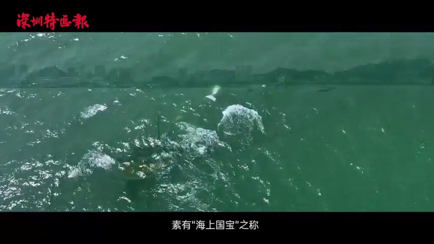 以无人科技守护中华白海豚
