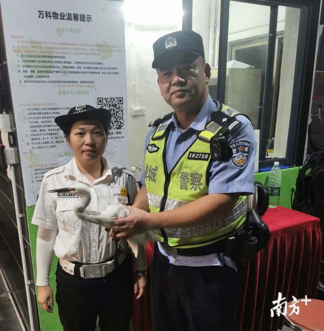佛山禅城公安民警接力热心市民,救助了一只受伤的国家二级保护动物白鹭