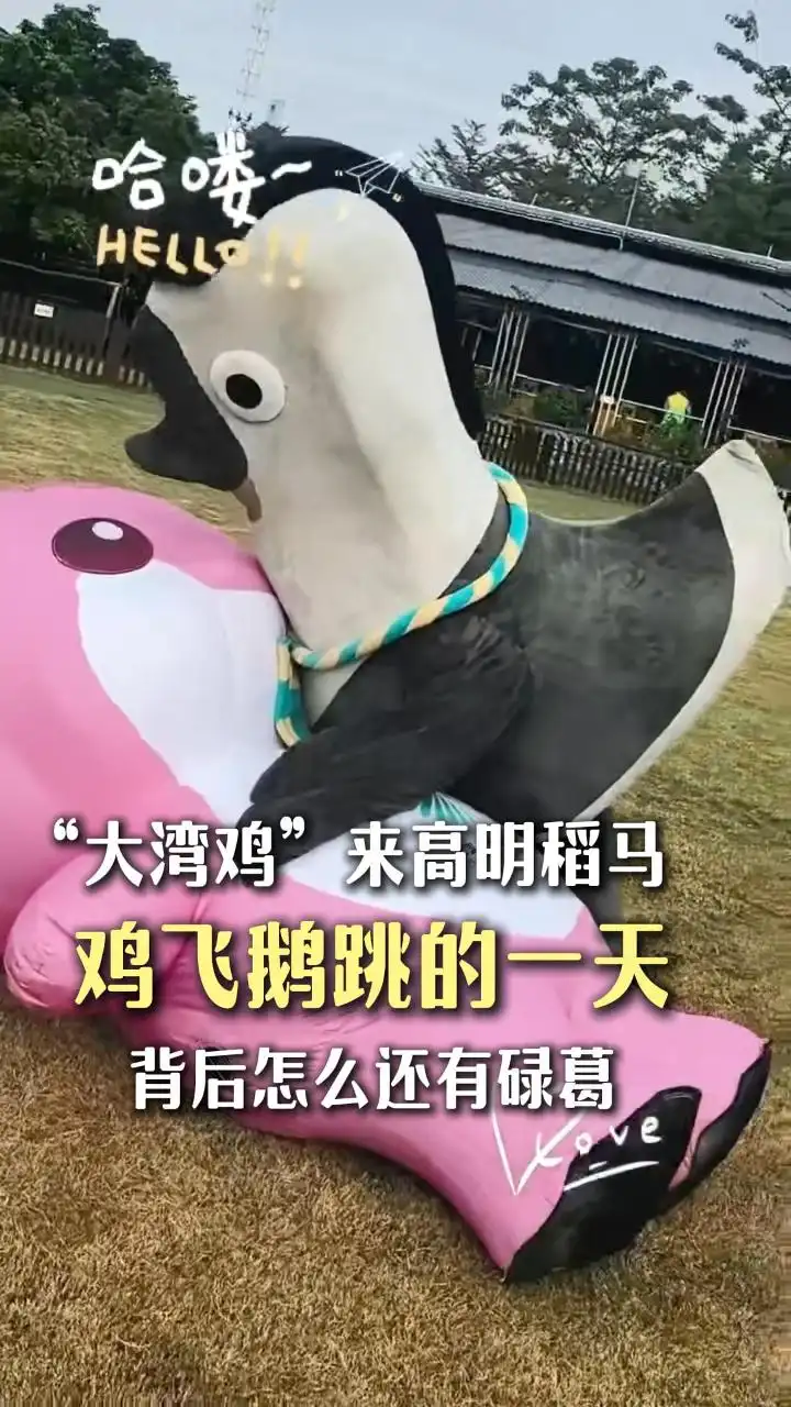 “大湾鸡”来高明稻马，鸡飞鹅跳的一天