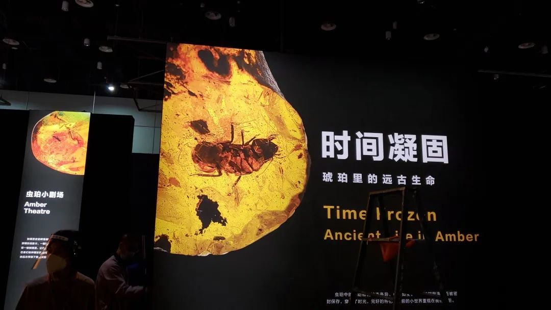 知隐博物馆藏品《小肥虫》大海报.jpg