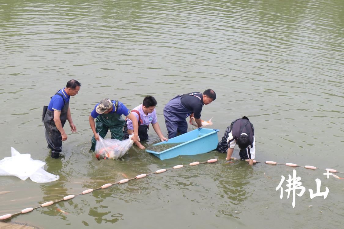 在志明锦鲤的养殖基地，吴志明和员工正在挑选优质锦鲤。.JPG