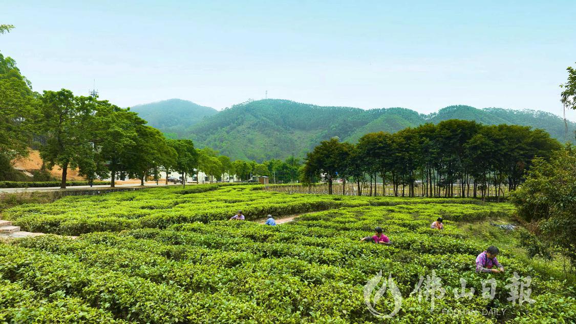 比邻主干道的一片茶园,茶农正在采摘茶青。(5922113)-20230831183329.jpeg