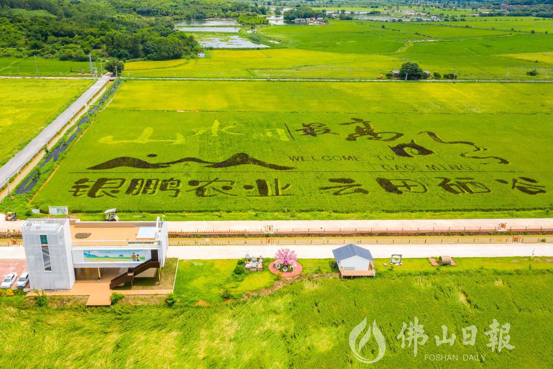 高明万亩稻田园区核心区内,农企银鹏农业的(5401425)-20230628183909.jpg