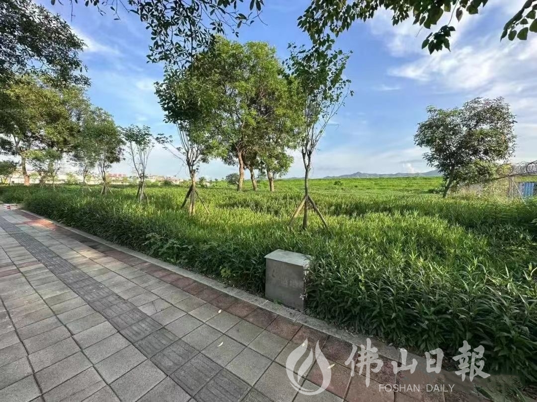 高明区城管执法局通过建绿造景推动拆后土地(5867960)-20230825193659.jpg