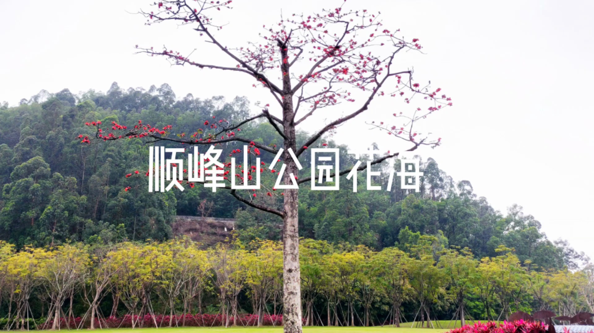 春来花开,顺峰山公园花海美如画。佛山日报记者覃征鹏制作