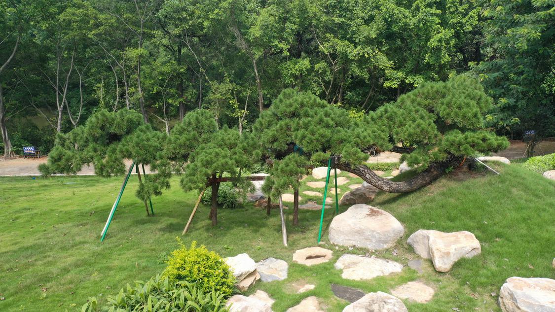 黑松 卧龙.JPG