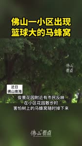 大如篮球！佛山一小区出现马蜂窝