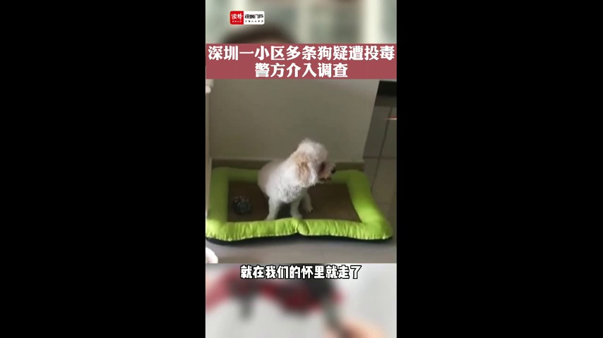 深圳一小区多条狗疑遭投毒 警方介入调查