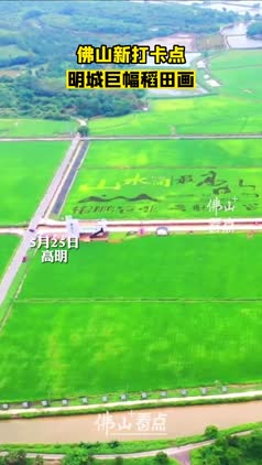 佛山新打卡点，明城巨幅稻田画