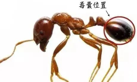 红火蚁毒囊的位置.jpg