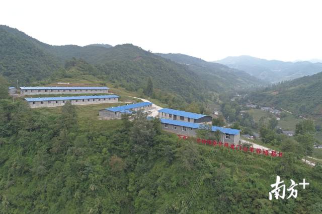 龙门黑山羊养殖基地与山下的金银花种植基地、附近的马场连成一片。南方日报记者 戴嘉信 摄 龙门黑山羊养殖基地与山下的金银花种植基地、附近的马场连成一片。南方日报记者 戴嘉信 摄