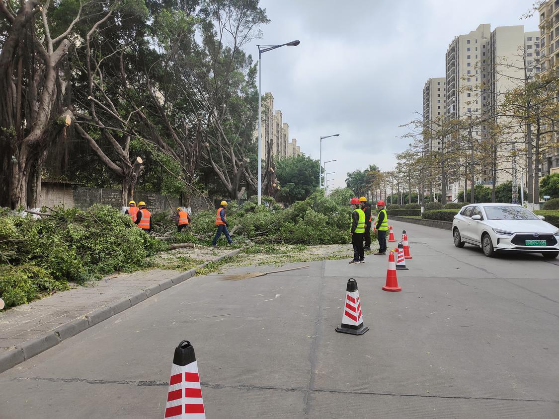 工人们正在迁改道路两侧榕树.jpg