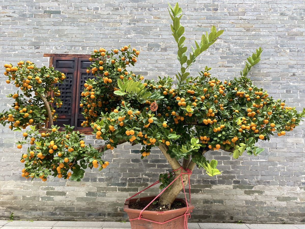 图/佛山日报记者孙梦紫摄年桔盆景造型饱满.