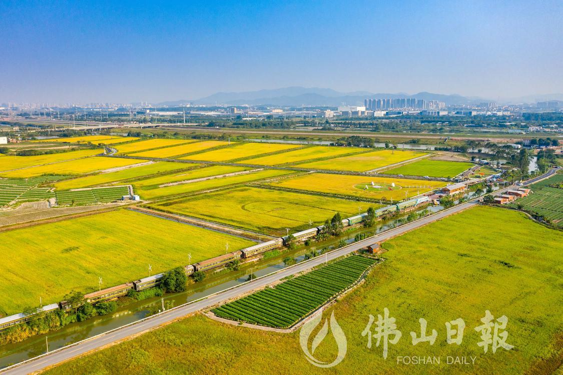 “万亩稻田”项目园区水稻种植面积持续增加(4461016)-20230315175959.jpg