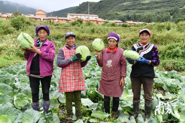 甘洛县清水村,由佛山投资建设的千亩高山蔬菜基地,当地村民种起了包心菜等多种菜品。 甘洛县清水村,由佛山投资建设的千亩高山蔬菜基地,当地村民种起了包心菜等多种菜品。
