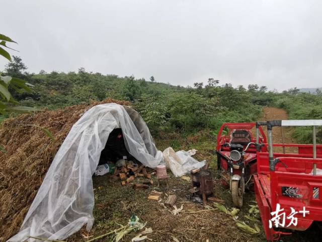 企业聘请当地村民在山上照管天麻,村民搭建了简易帐篷。熊程 摄 企业聘请当地村民在山上照管天麻,村民搭建了简易帐篷。熊程 摄