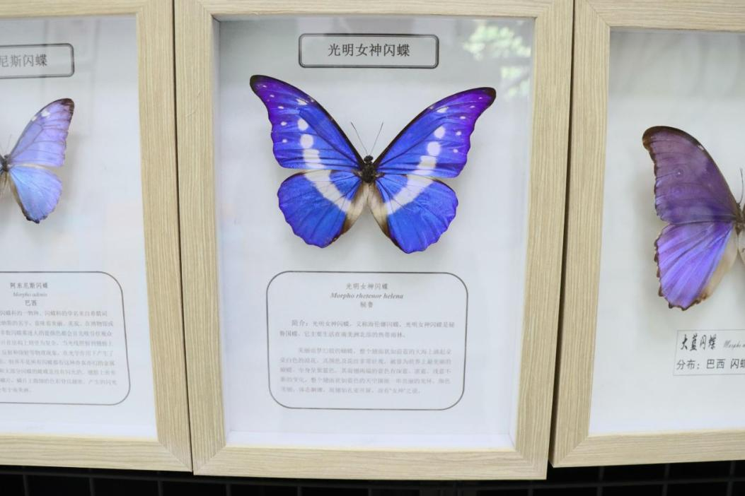 光明女神闪蝶标本.png