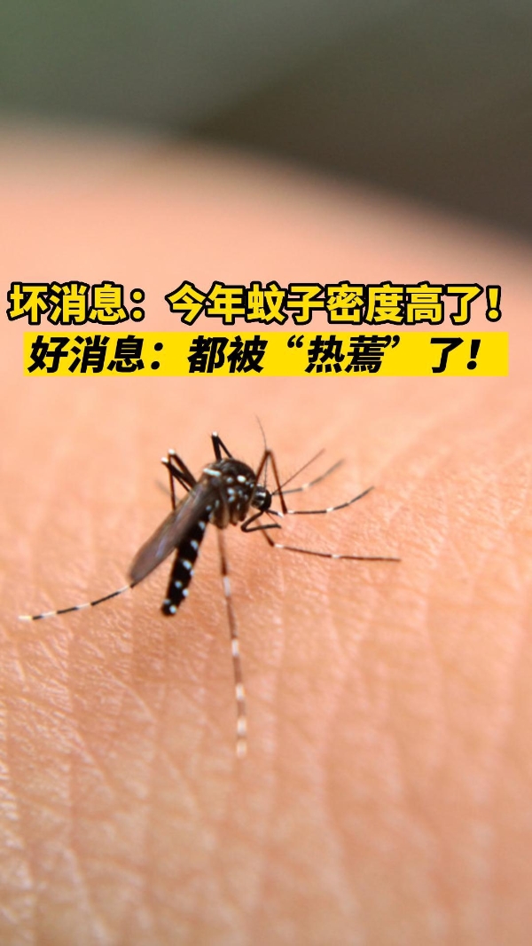 坏消息：蚊子密度高了，好消息：都被“热蔫”了