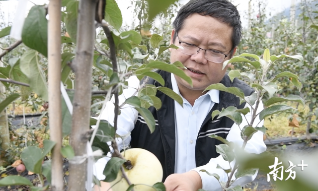 广东(佛山)对口凉山扶贫协作工作组驻越西县工作小组组长李耀茂查看苹果的生长情况。 广东(佛山)对口凉山扶贫协作工作组驻越西县工作小组组长李耀茂查看苹果的生长情况。
