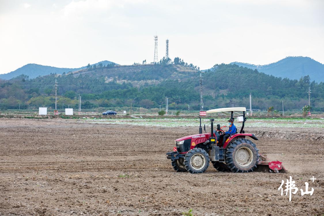 20日,天气温暖,在高明万亩稻田园区,农(7553742)-20240220192804.jpg