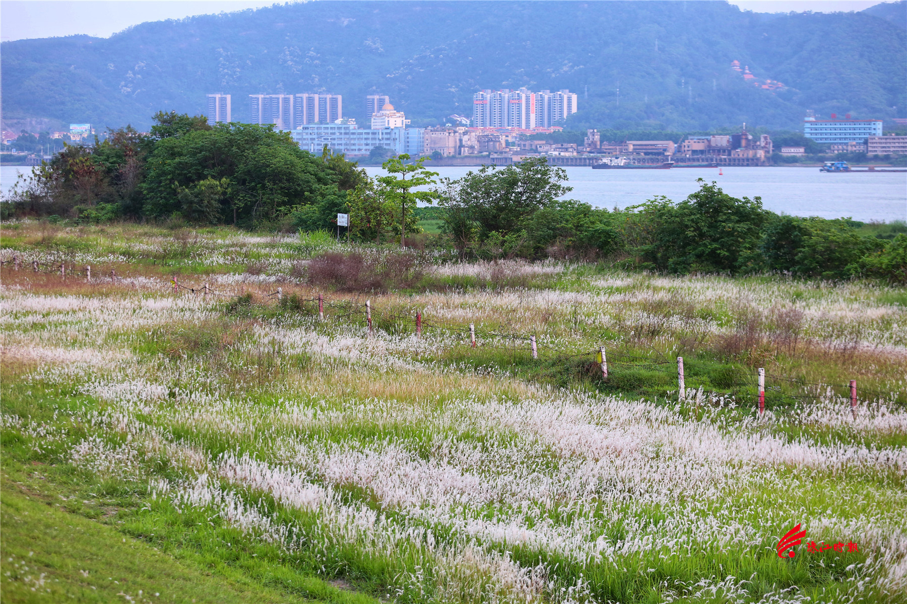 这片梦幻般的白茅花海就在佛山市南海区九江镇西江大堤段。置身其中,享受这美丽的景色。(摄影:钟梓泓)