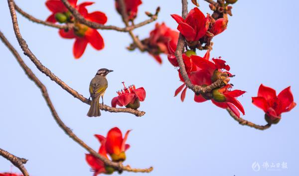 3月14日,在顺德勒流勒北村,一只黄臀鹎在木棉树上休息。/佛山日报摄影俱乐部影友霍广良 摄