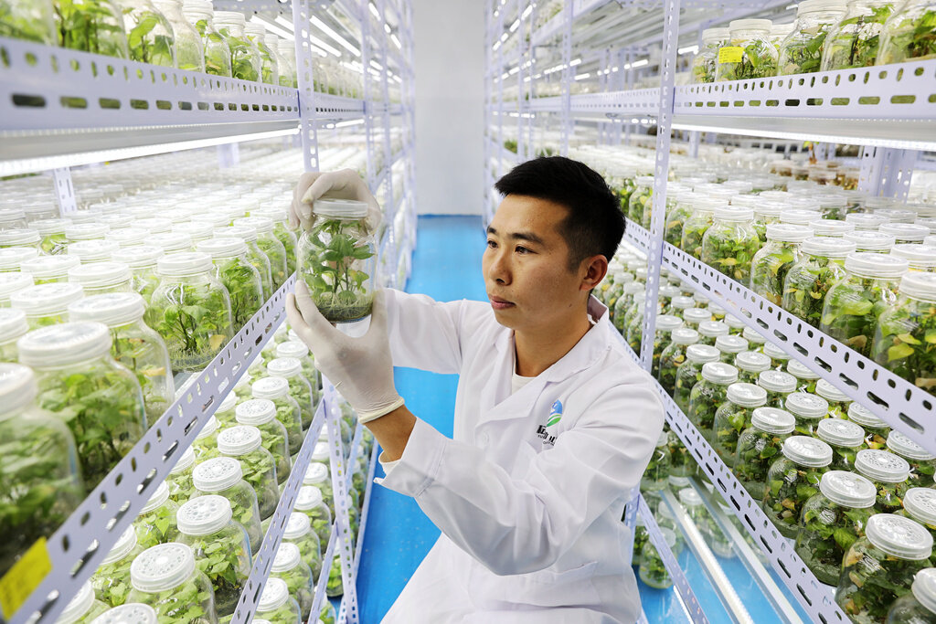 脱毒组培技术人员正在检查甘薯种苗的生长情况。 脱毒组培技术人员正在检查甘薯种苗的生长情况。