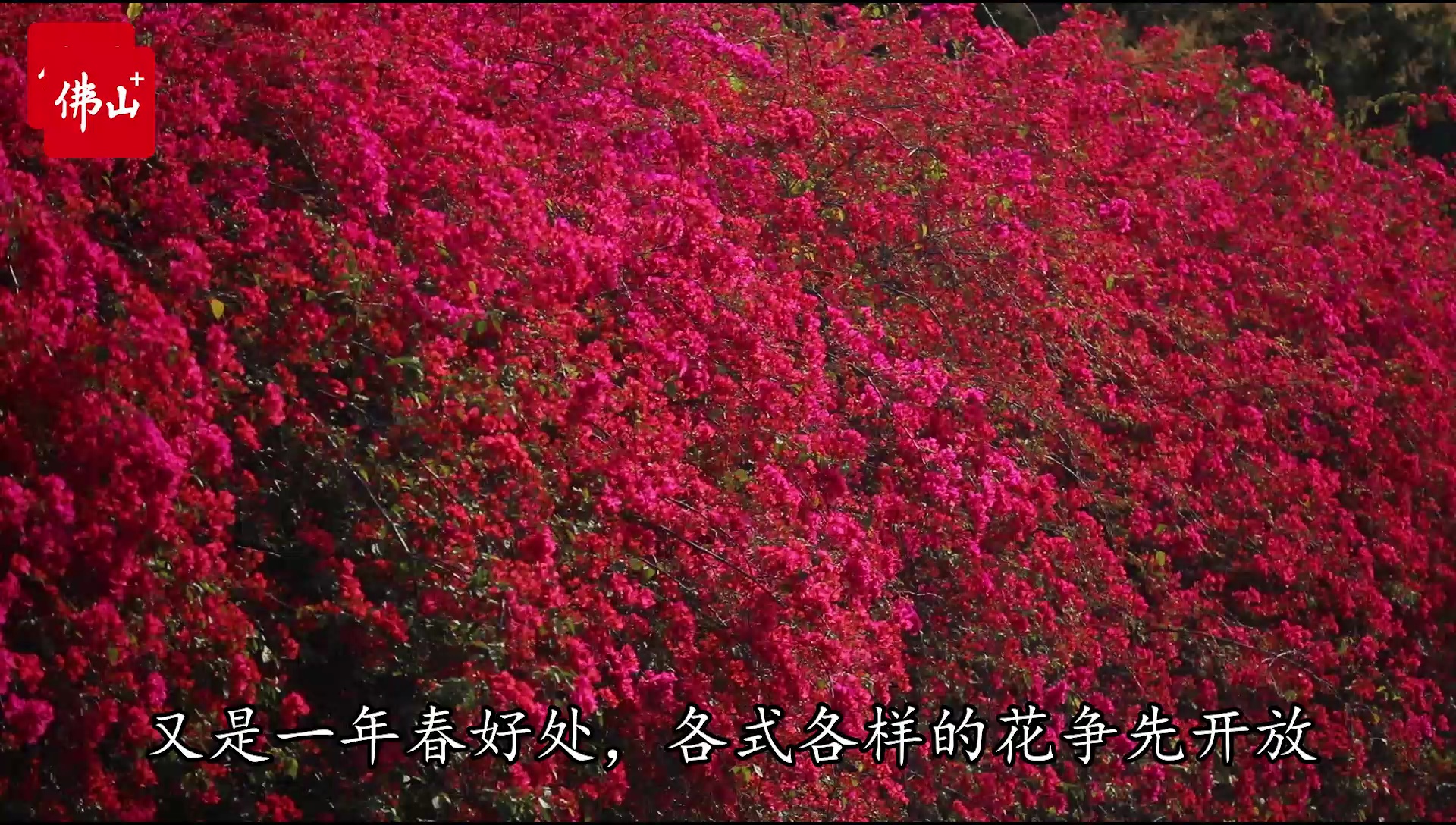 佛山惊现超浪漫“粉红瀑布”。/佛山日报记者王伟楠制作