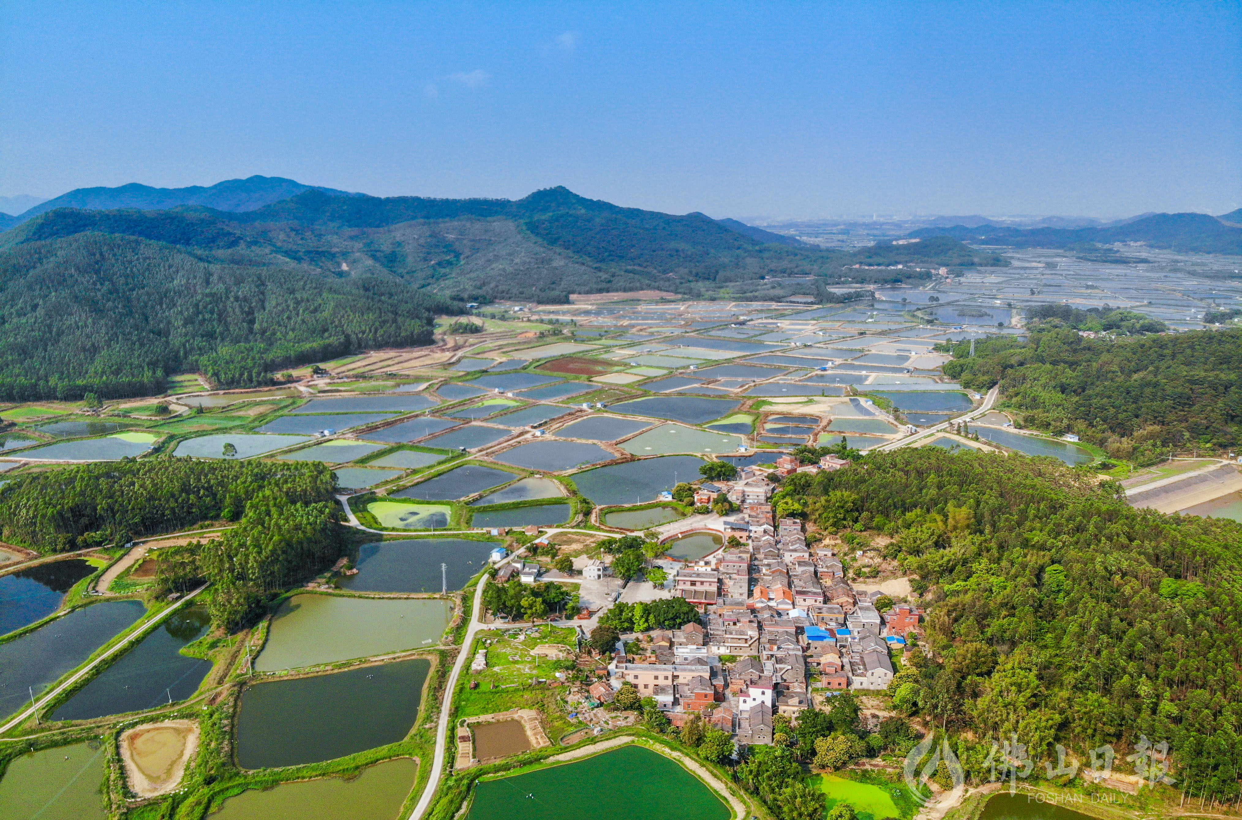 高明凌云山下，石洲村内的鱼塘在山脚铺开。佛山日报记者洪海摄