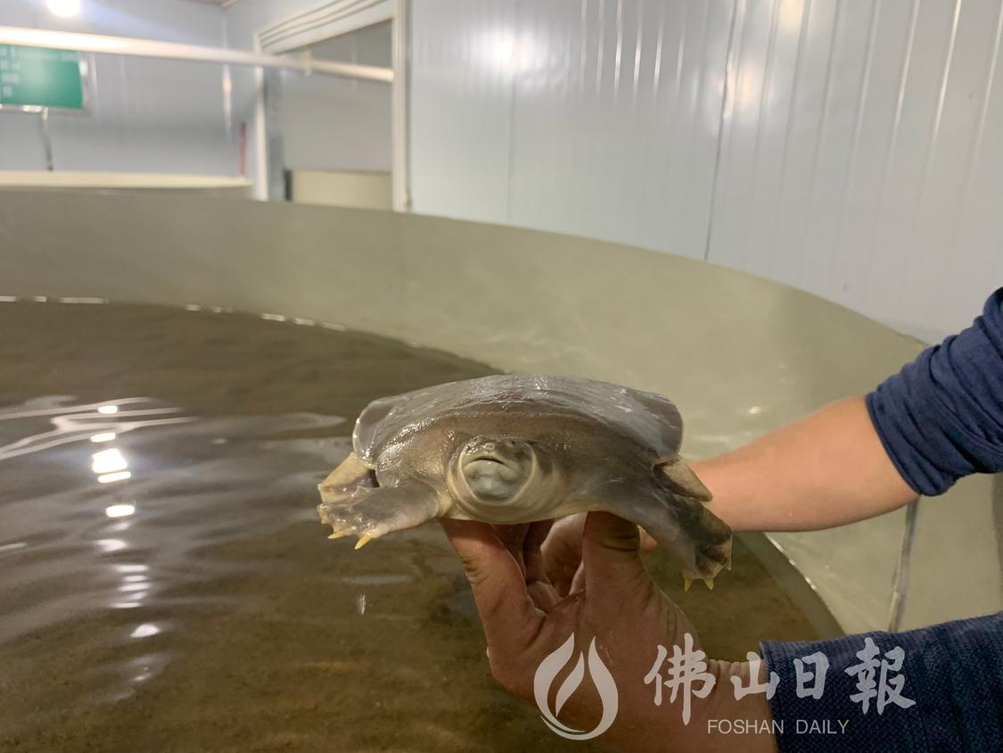 鼋的模样与甲鱼有一定差别。(佛山日报记者(4475142)-20230316202711.jpg