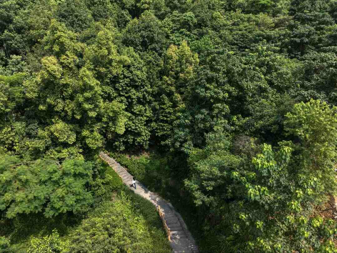周末享旅游｜重阳赴秋约！高明登山地全攻略：打卡佛山之巅赢纪念章，逛氧吧郊野柿柿如意