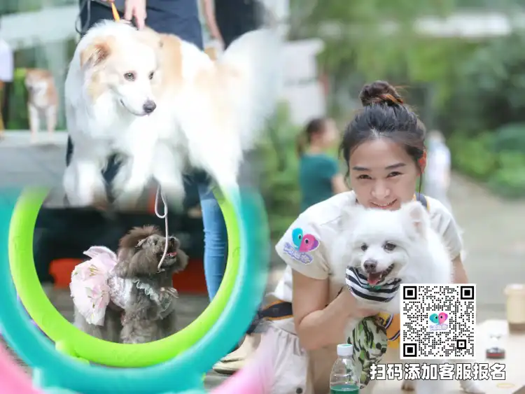 周末遛宠好去处！印象城萌宠派对，看秀、公益、薅福利一站式打卡