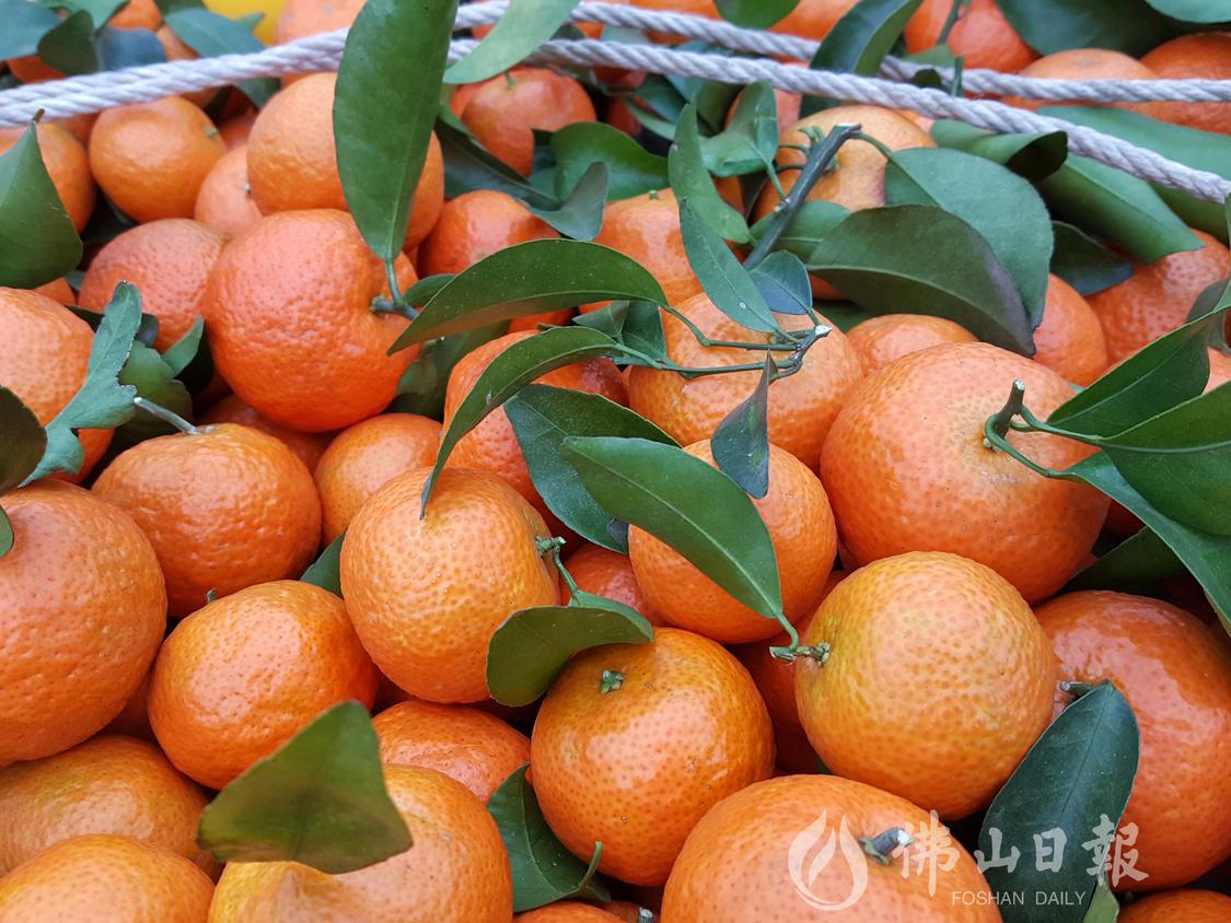 医生建议,即使不考虑皮肤发黄的问题,也并不建议大量食用砂糖桔。佛山市新闻传媒中心记者陈嘉懿摄.jpeg
