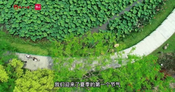 立夏 | 绿树浓荫 繁花灿烂