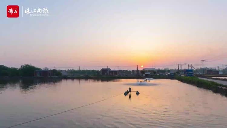 视频 | 勒流江义出鱼，顺德优质活鱼“游向”全国各地