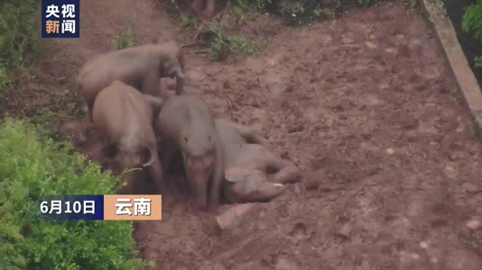 视频 | 玩泥巴、红泥浴！云南北迁象群解锁雨中最嗨娱乐姿势！