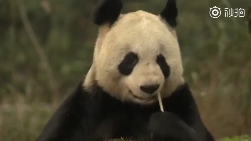 英媒:迫于经济压力 英国考虑将大熊猫送回中国