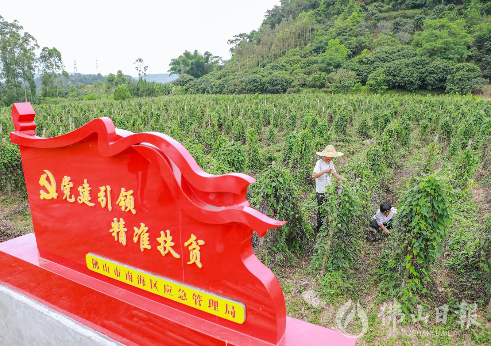 佛山对口帮扶云浮市东圳村,在村中打造何首乌种植基地,助村内相对贫困户增收。 /佛山日报记者周春摄