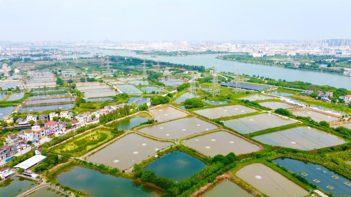 均健公司“人工湿地+三池两坝”生态养殖尾水处理系统。(企业供图).png
