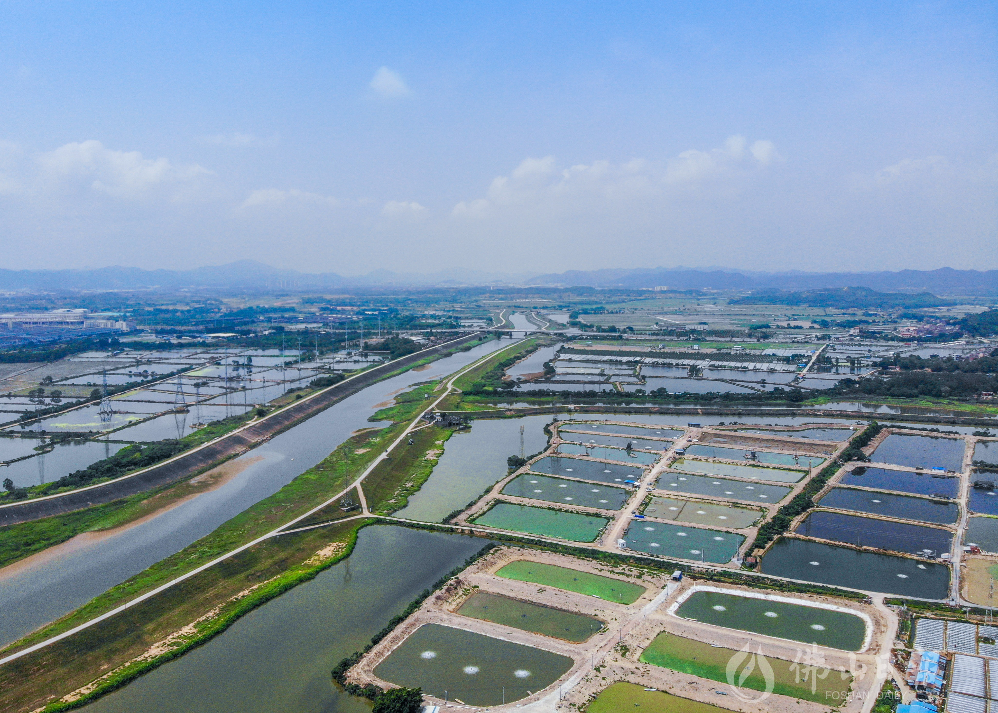 西安河沿岸，农民纷纷开发鱼塘，养出高质淡水鱼。佛山日报记者洪海摄