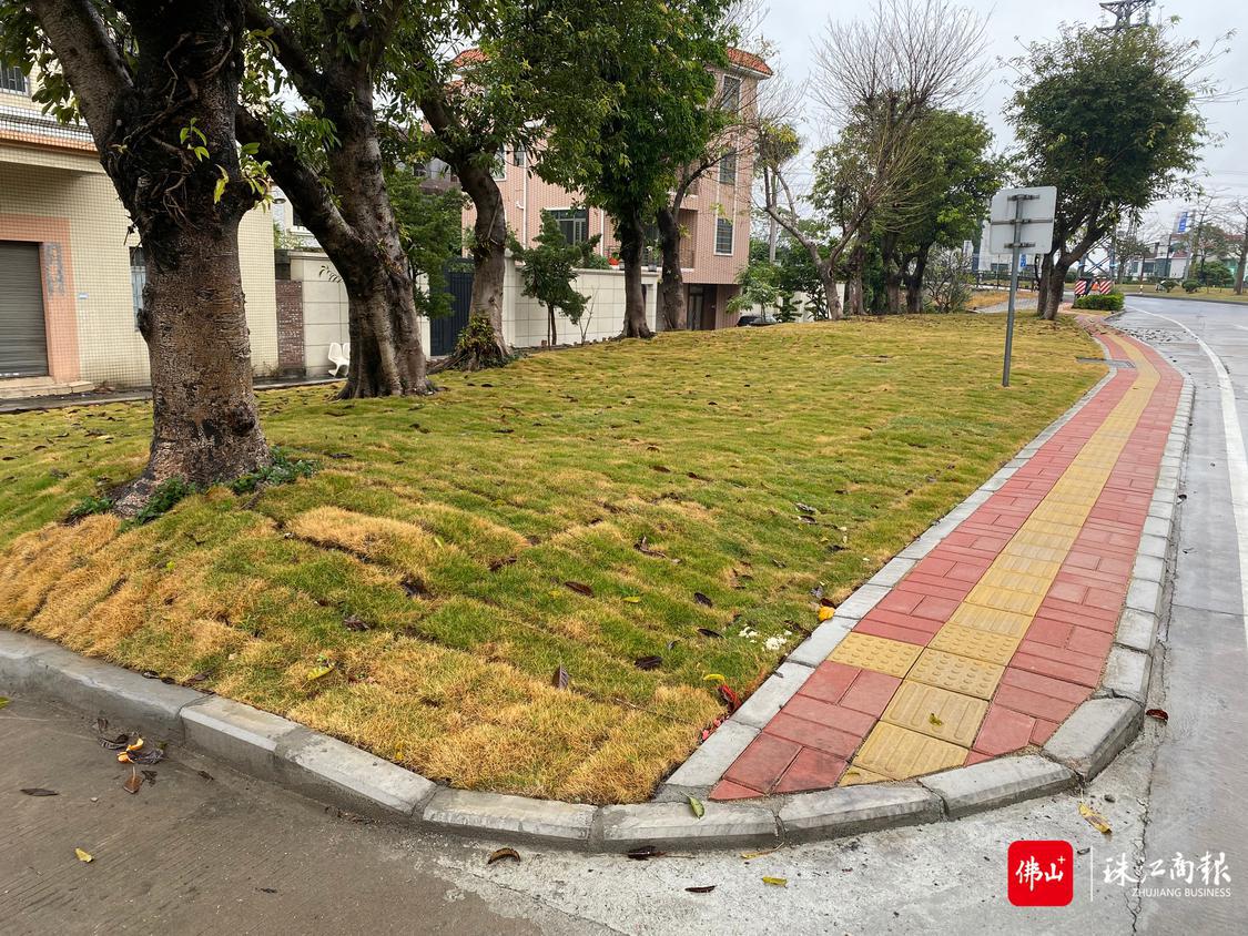 同兴路沿线景观提升后2.jpg