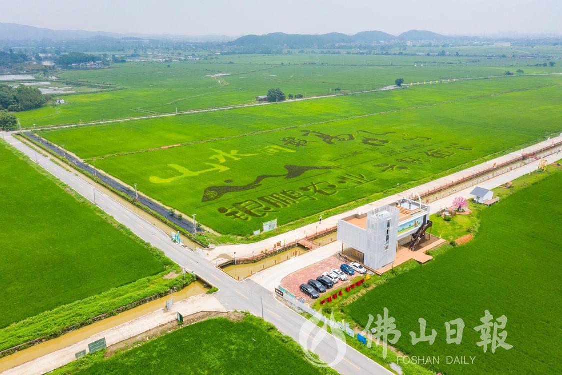 图为高明万亩稻田园区。(5271603)-20230613215030.jpg