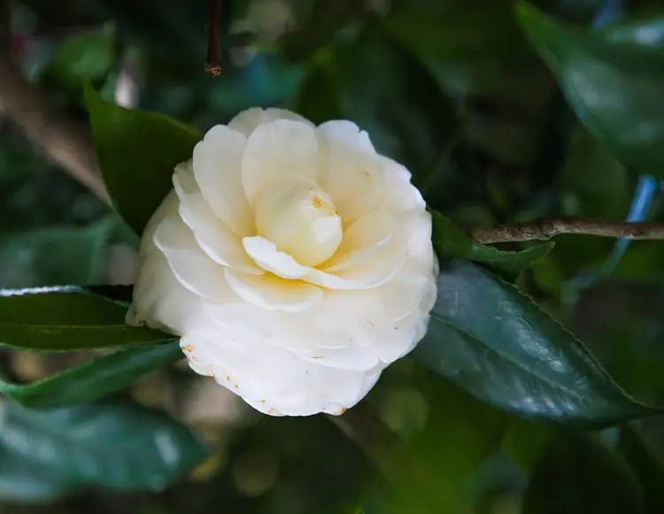 白玉兰西樵山上的白玉兰竞相开放一串串粉红色的花朵开满了枝头把山头