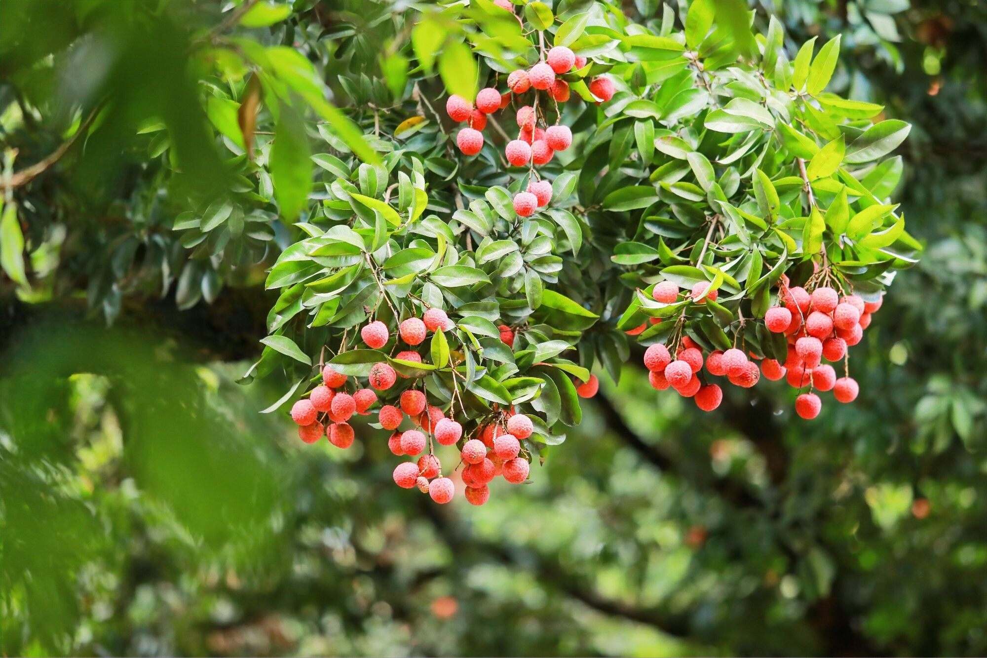 红彤彤的荔枝挂满枝头(资料图) 红彤彤的荔枝挂满枝头(资料图)