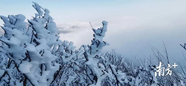 金子山漫山遍野银装素裹。