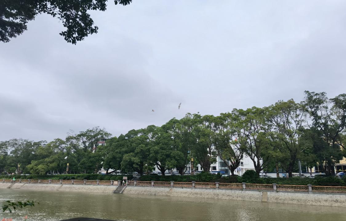 汾江上盘旋着白鸟.jpg