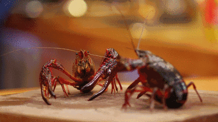 新鲜的小龙虾.gif