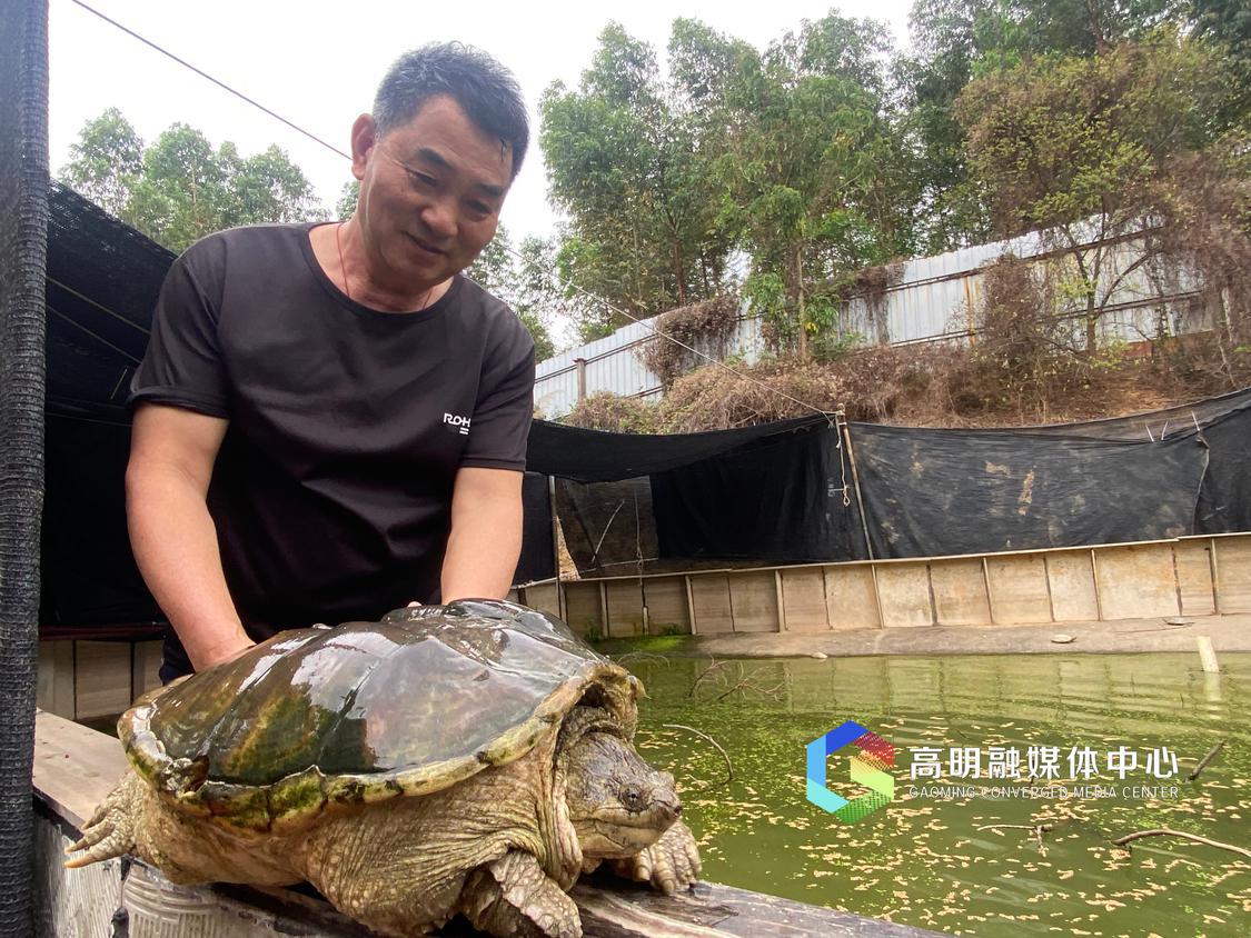 梁国贤与他的20年龄种龟 任家文摄.jpg