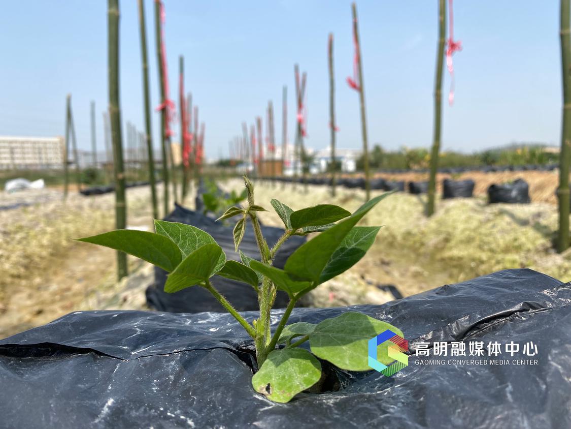长出绿芽 插好葛幢的粉葛 任家文摄.jpg